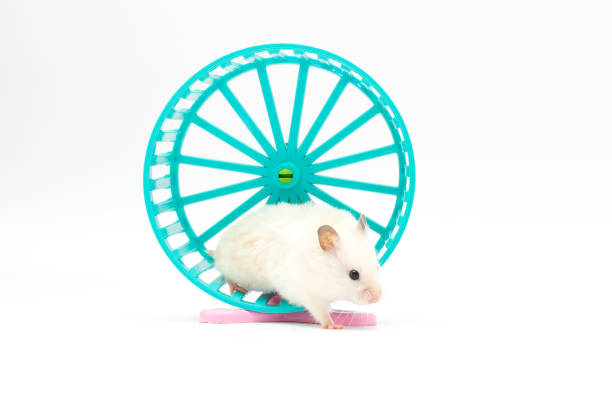 Hamster pet in a wheel