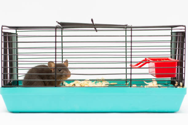 White Gerbil Running on a Rammster Wheel