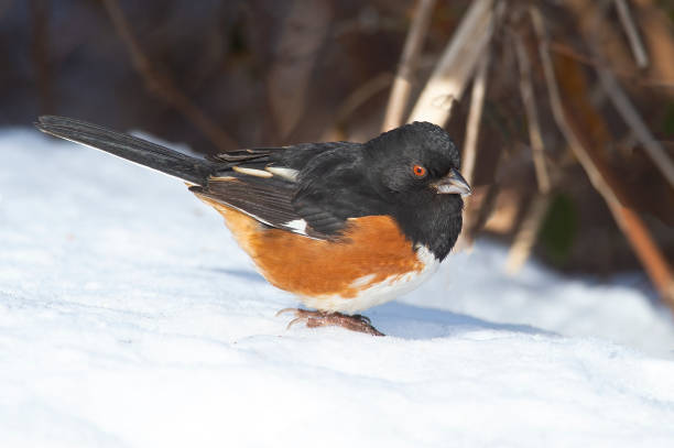 istock Male Eastern Towhee Standing in the Snow 1359940754