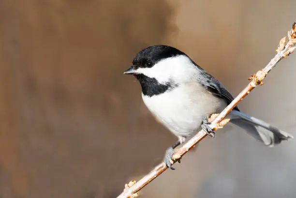 Carolina Chickadee Standing on a Branch