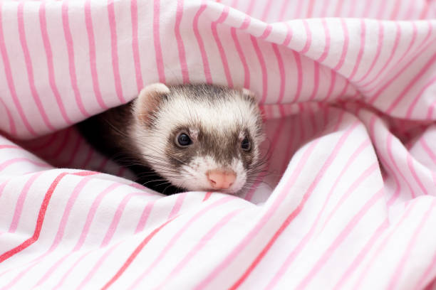 istock The ferret sleeps on the bed 1359942895