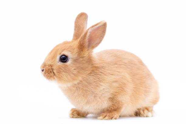 Red bunny rabbit portrait looking frontwise to viewer on white background