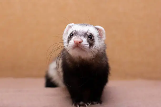 The cute funny ferret portrait