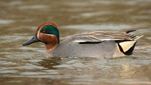 istock Eurasian teal swimming in river in springtime nature 1359944712