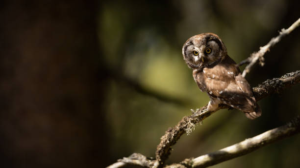 istock Alert boreal owl sitting on a branch in spring forest with copy space 1359944734