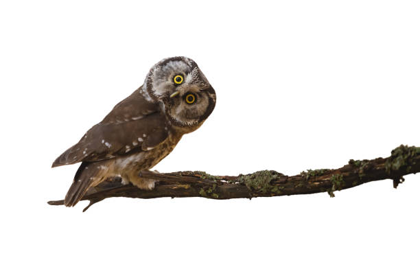 istock Alert boreal owl staring on branch isolated on white background 1359944802