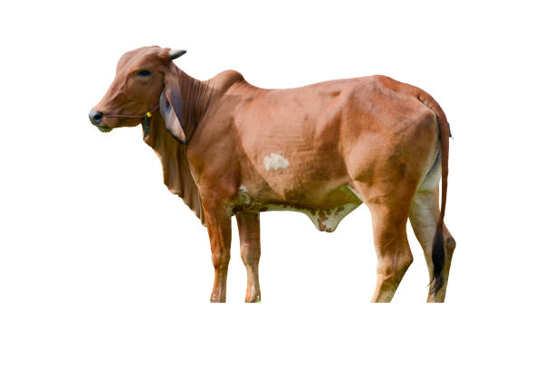istock Cow calf,  Portrait,  isolated 1359944918