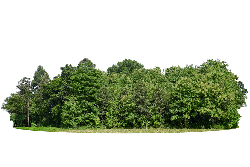 Group of tree isolated on white background.