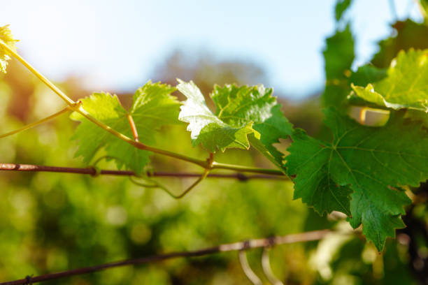 istock Grapes bush leaves in a vineyard close up 1359945003