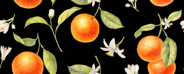 illustrazioni stock, clip art, cartoni animati e icone di tendenza di motivo senza cuciture con acquerello che disegna arance - grapefruit citrus fruit leaf fruit