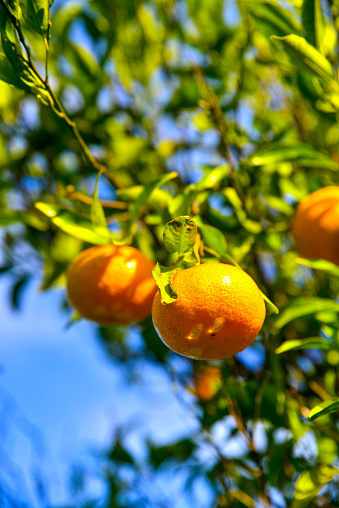 Branches with ripe tangerines