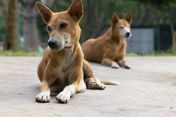 istock street dogs looking 1359948882