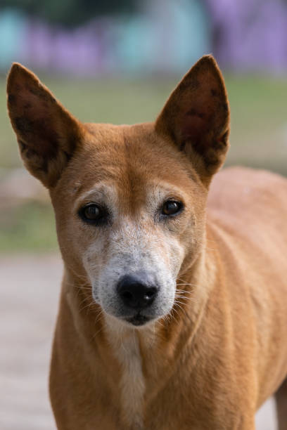 istock street dog looking 1359948898