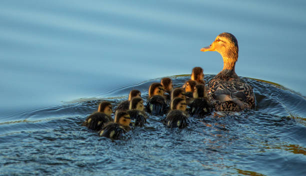 istock Wild duck with a large brood of ducklings. 1359949793