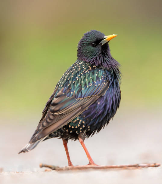 istock Common starling sitting on the green grass with dew drops 1359949802