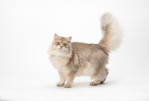 Beautiful Long Hair British cat with fluffy tail