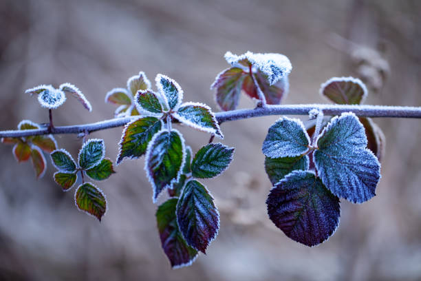 istock Rose leaves are covered with frost. macro 1359950120