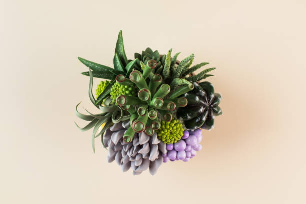 Interior composition of green plants and succulents, made by hand from polymer clay on a beige background. Interior composition of green plants and succulents, made by hand from polymer clay on a beige background. View from above. polymer clay stock pictures, royalty-free photos & images