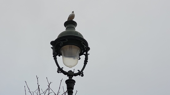 a pigeon perched on a lamp post in Paris