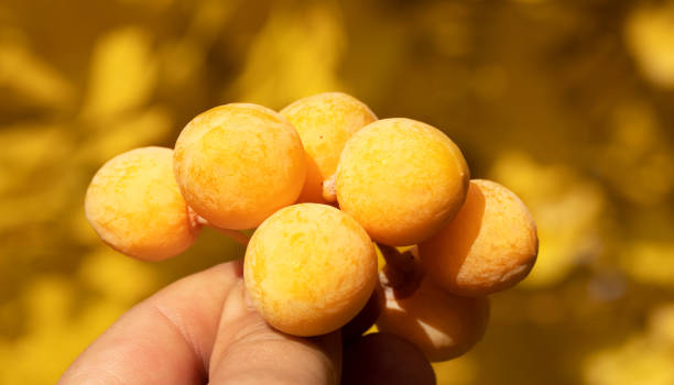 istock Ginkgo tree fruit in hand on yellow defocused background. 1359952247
