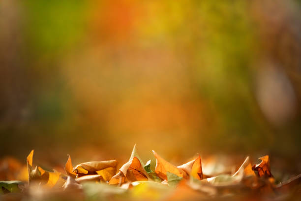 istock Fallen yellow oak leaves with raindrops. Macro. 1359953127