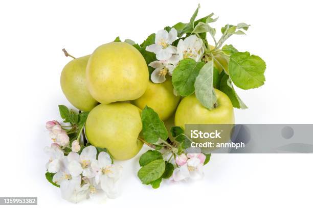 Green Yellow Apples Among Flowers And Leaves Of Apple Tree Stock Photo - Download Image Now