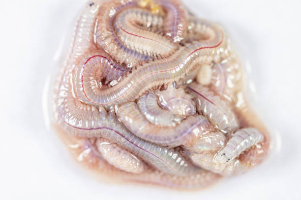istock Sand Worm (Perinereis sp.) is the same species as sea worms (Polychaete) for education in laboratory. 1359954341