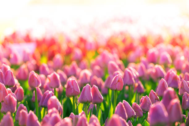 istock Beautiful summer landscape, white tulips bloom at sunset. 1359954552