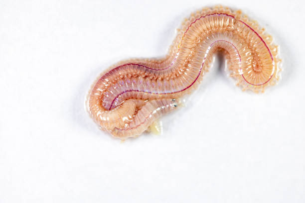 istock Sand Worm (Perinereis sp.) is the same species as sea worms (Polychaete) for education in laboratory. 1359954748
