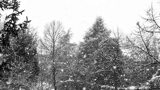 Big snowflakes falling on whitewashed city landscape with many trees