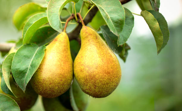 istock Two ripe yellow juicy pears on a tree. 1359959905