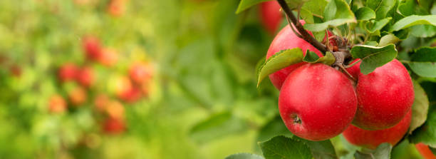 istock Apples, fresh juicy and red on a tree branch. 1359960003
