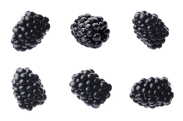 conjunto de moras maduras sobre fondo blanco - blackberry fotografías e imágenes de stock