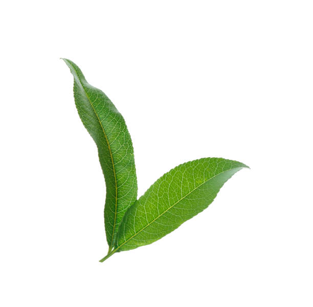 Fresh green peach leaves isolated on white