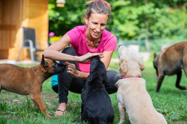 Female canine instructor training three puppies stock photo