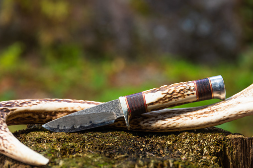 A one of a kind custom Damascus steel knife resting on a deer antler in the outdoors. Made in famous knife area, Seki city, Japan.