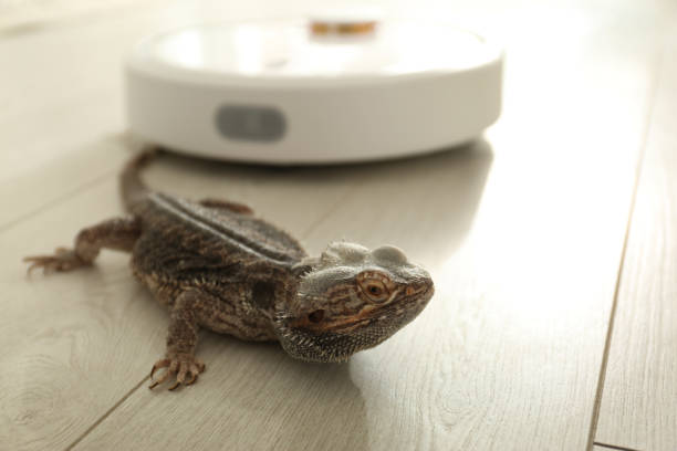istock Robotic vacuum cleaner and bearded dragon lizard indoors 1359962844