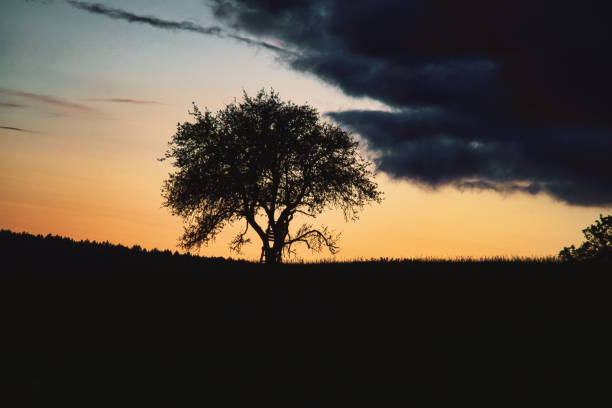 Sunset in Saarland with a tree against which a ladder is leaning. dramatic sky . calm and lonely light atmosphere