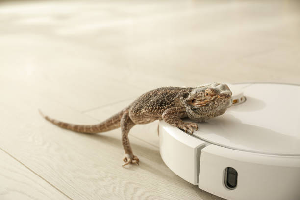 istock Robotic vacuum cleaner and bearded dragon lizard indoors 1359963111