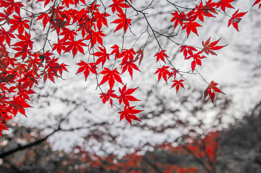 Red leaf, or momiji, in Japan