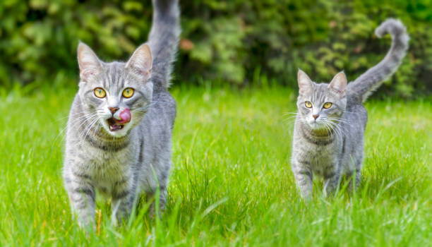 Two gray domestic cats in the grass of the garden two gray domestic cats in the grass of the garden cat sticking out tongue stock pictures, royalty-free photos & images