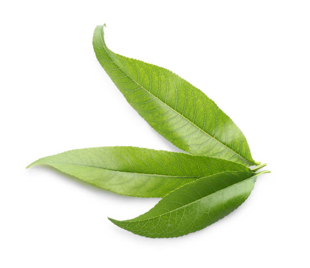 istock Fresh green peach leaves isolated on white 1359963201