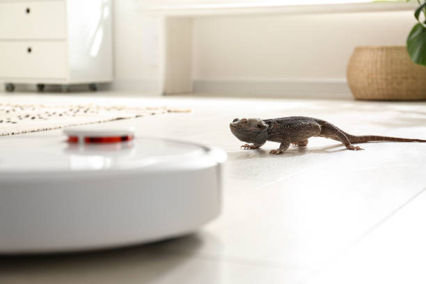 istock Robotic vacuum cleaner and bearded dragon lizard indoors 1359963204