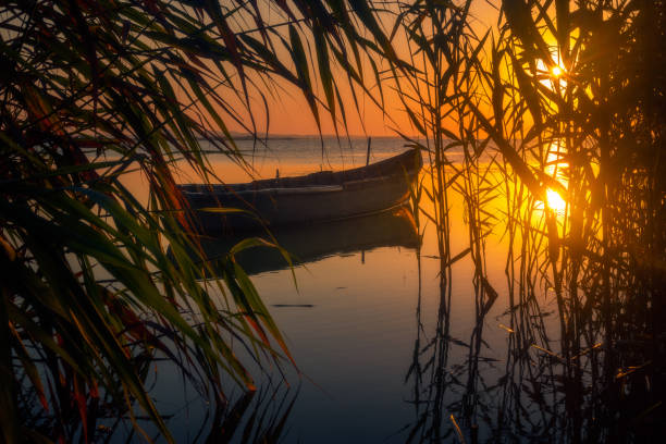 Summer morning on a lake in Danube Delta in Romania stock photo