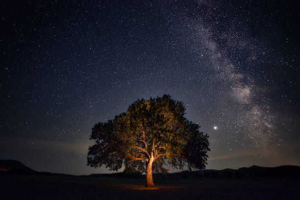 Lone oak tree in a large field shot at night with the Milky Way stars galaxy in the sky stock photo