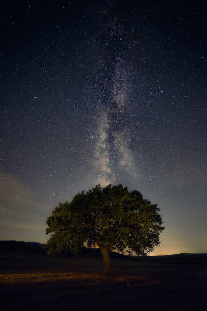 Lonely oak tree standing in the field at night with the Milky Way stars galaxy in the sky in the background stock photo