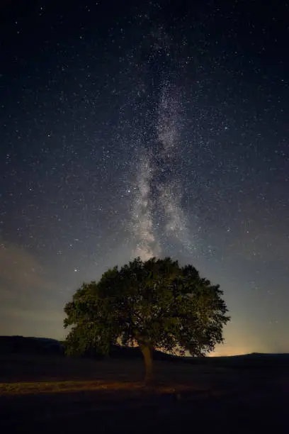 Photo of Lonely oak tree standing in the field at night with the Milky Way stars galaxy in the sky in the background