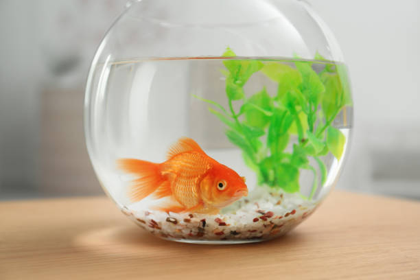 Beautiful bright small goldfish in round glass aquarium on wooden table indoors Beautiful bright small goldfish in round glass aquarium on wooden table indoors goldfish stock pictures, royalty-free photos & images