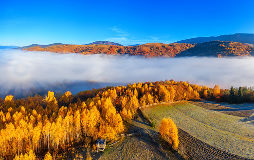 Wonderful autumn landscape in the mountains at dawn. Drone view of the autumn forest and low clouds.