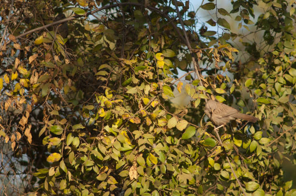 istock Jungle babbler Turdoides striatus on a branch. 1359964691
